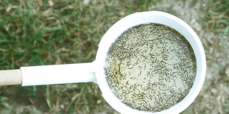 Mosquito Larvae